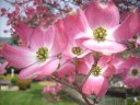 Pink Dogwood in Bloom